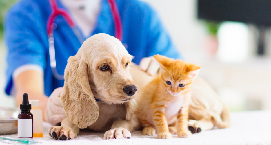 Protecting Your Furry Friends: The Importance of Pet Insurance